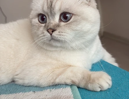 Scottish fold kedime eş arıyorum - 118977066
