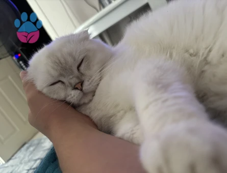 Scottish fold kedime eş arıyorum