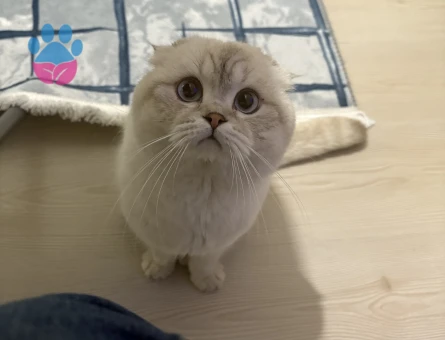 Scottish fold kedime eş arıyorum