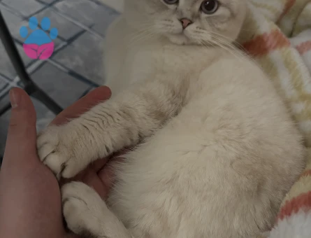 Scottish fold kedime eş arıyorum