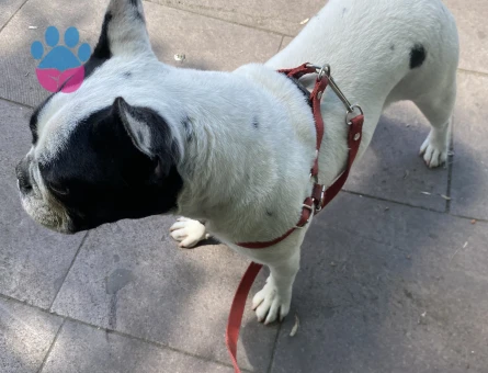 Acil erkek mikro Frenç