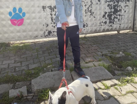 Acil erkek mikro Frenç