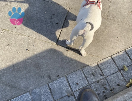 Acil erkek mikro Frenç