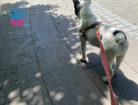 Acil erkek mikro Frenç