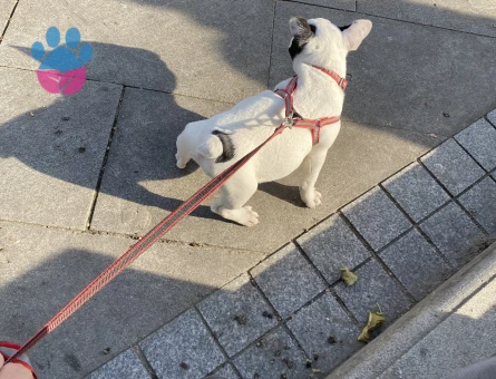 Acil erkek mikro Frenç