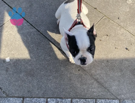 Acil erkek mikro Frenç