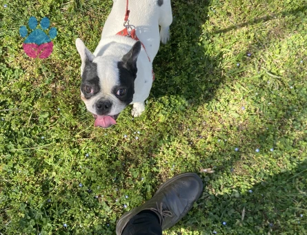 Acil erkek mikro Frenç