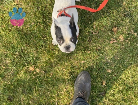 Acil erkek mikro Frenç