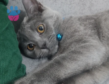 Muhtar beye eş arıyorum