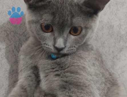 Muhtar beye eş arıyorum