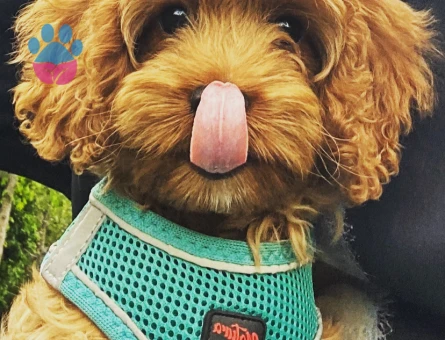 Cavapoo oğlumuz için eş arıyoruz