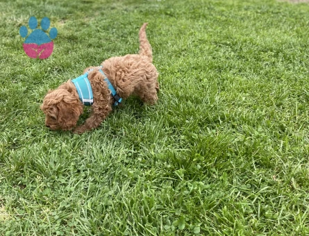 Cavapoo oğlumuz için eş arıyoruz
