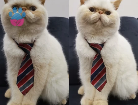 Exotic Shorthair 1 Yaşındaki Oğluma Gelin Adayı Arıyorum