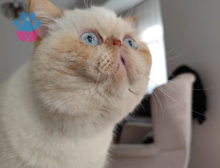 Exotic Shorthair 1 Yaşındaki Oğluma Gelin Adayı Arıyorum