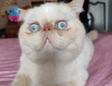 Exotic Shorthair 1 Yaşındaki Oğluma Gelin Adayı Arıyorum
