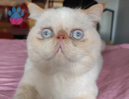 Exotic Shorthair 1 Yaşındaki Oğluma Gelin Adayı Arıyorum