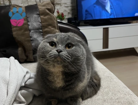 Scottish Straight Dişi Kedi 1 Yaşında