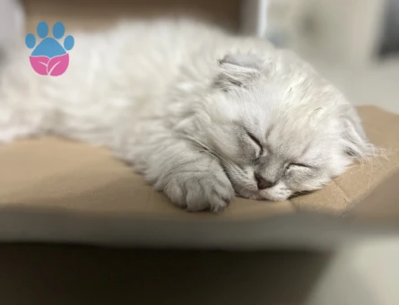 British Shorthair Pamuğa eş arıyoruz
