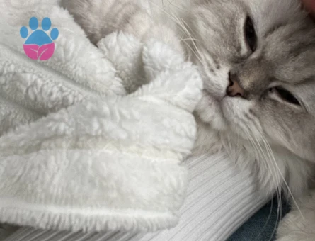 British Shorthair Pamuğa eş arıyoruz