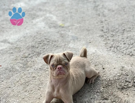 Pug 1 Yaşında Erkek Kızgınlıkta