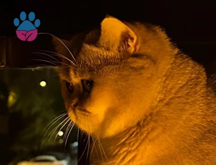 British Shorthair Oğlumuza Eş Arıyoruz 1 Yaşında