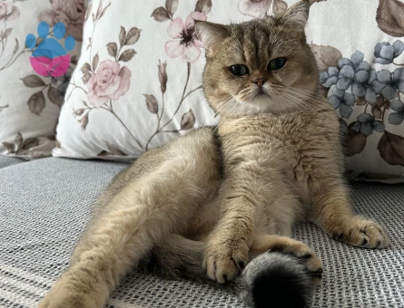 British Shorthair Oğlumuza Eş Arıyoruz 1 Yaşında