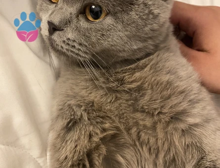 8 Aylık  kızım Lina için yakışıklı bir eş arıyorum. Yer  bağcılar.