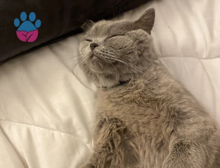 8 Aylık  kızım Lina için yakışıklı bir eş arıyorum. Yer  bağcılar.