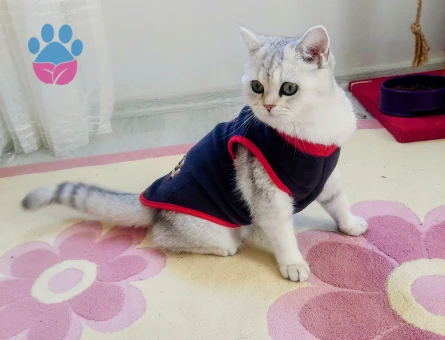 British Kızım Eş Arıyor