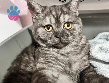 British Shorthair Kızgınlıkta Eş Arıyor