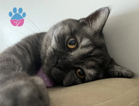 British Shorthair Kızgınlıkta Eş Arıyor