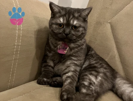 British Shorthair Kızgınlıkta Eş Arıyor