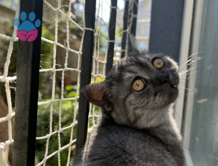 British Shorthair Kızgınlıkta Eş Arıyor