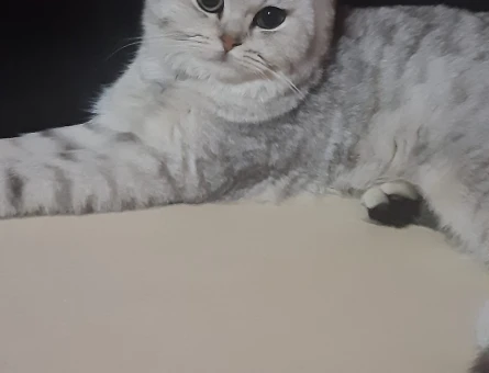 British Kızımıza eş arıyoruz - 118969564