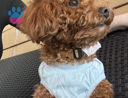 Oğluma eş arıyorum