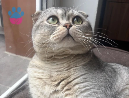 Scottish Fold 2 Yaşında Erkek Kızgınlıkta - 118984104