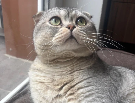 Scottish Fold 2 Yaşında Erkek Kızgınlıkta - 118984104