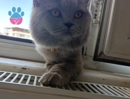 1 Yaşında British Longhair Eş Arıyor