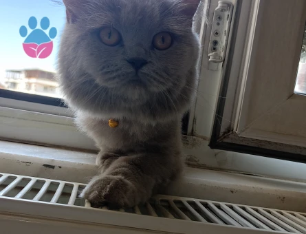1 Yaşında British Longhair Eş Arıyor - 118984106