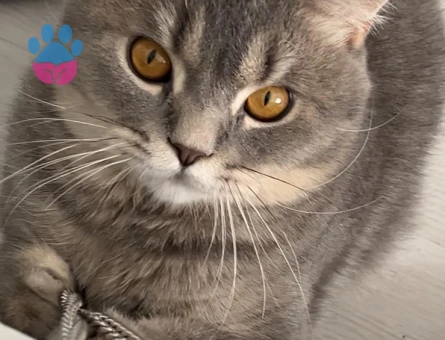 British shorthair 1 yaşında dişi arıyorum - 118984107