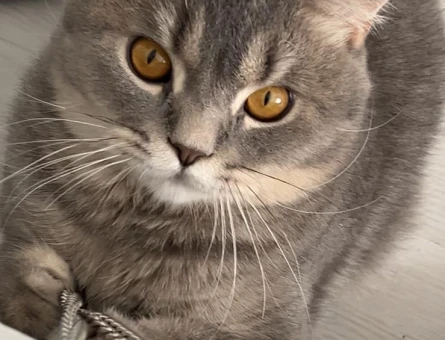 British shorthair 1 yaşında dişi arıyorum - 118984107