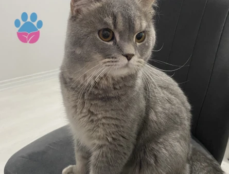 British shorthair 1 yaşında dişi arıyorum