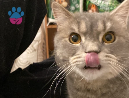 British shorthair 1 yaşında dişi arıyorum