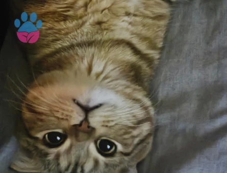 Scottish Fold Erkek kedime dişi kedi arıyorum - 118984108