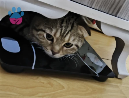 Scottish Fold Erkek kedime dişi kedi arıyorum