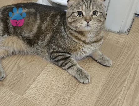 Scottish Fold Erkek kedime dişi kedi arıyorum