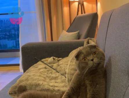 Scottish Fold 1 Yaşında Kedim Eş Arıyor - 118984111