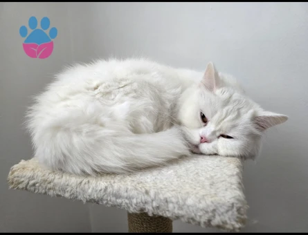 British longhair  dişi 1.5 Yaşında Eş Arıyor kızanda - 118984112