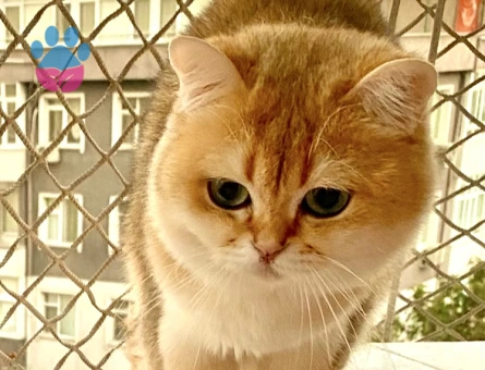 Golden ny12  yeşil gözlü sarışın Yakışıklıma dişi arıyorum
