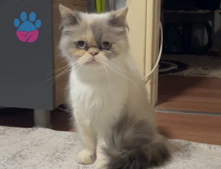Exotic Shorthair Kızıma eş arıyorum - 118984114
